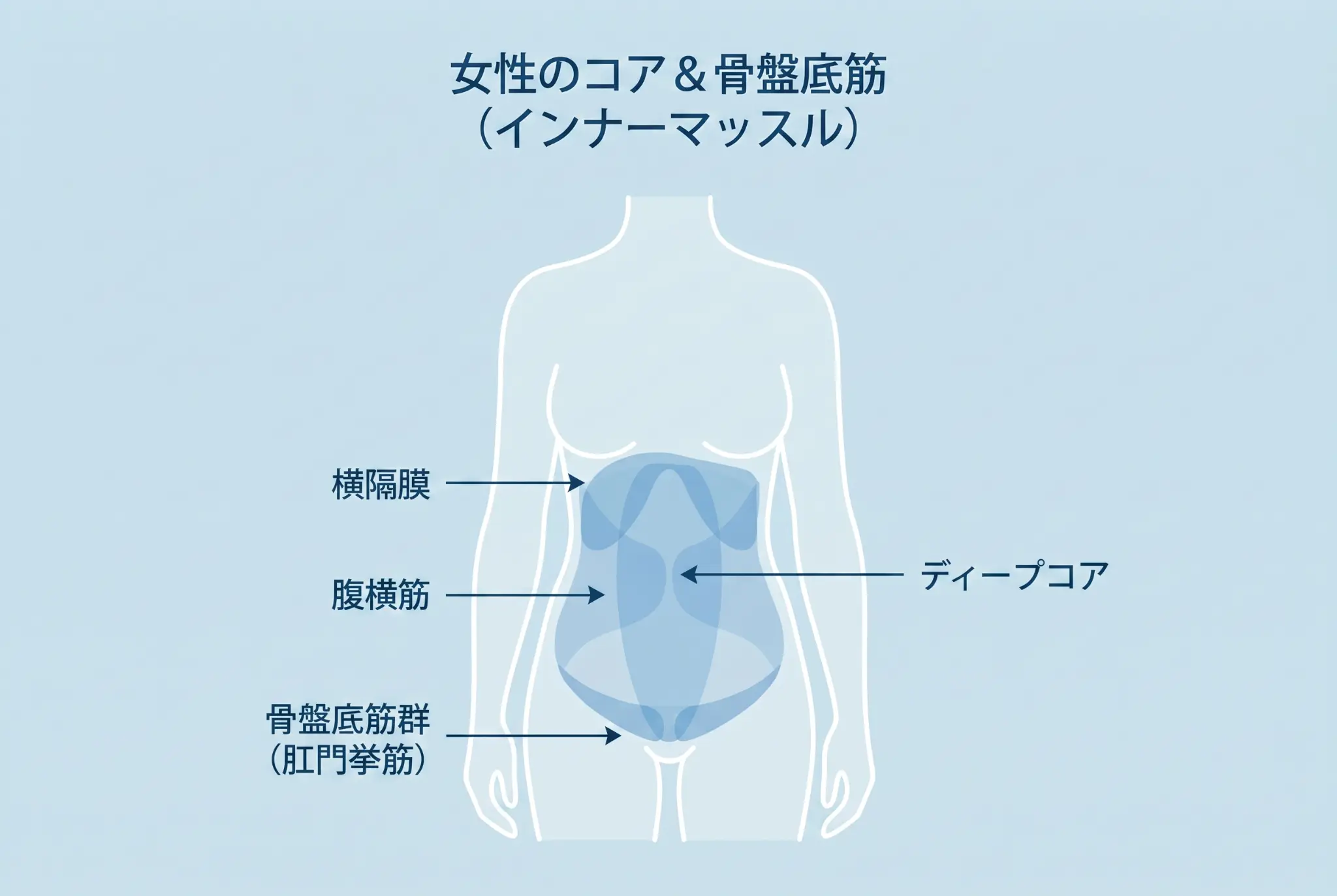 インナーマッスル・骨盤底筋の図解